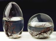 Ecosphere in Oval und runden Glas